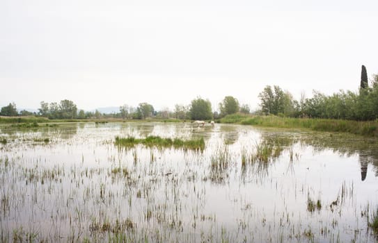 Camargue horses in a swamp - Isola della cona