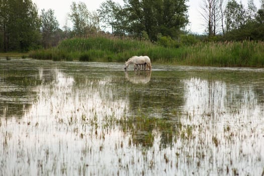 Camargue horses in a swamp - Isola della cona