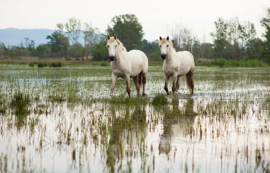Camargue horses in a swamp - Isola della cona