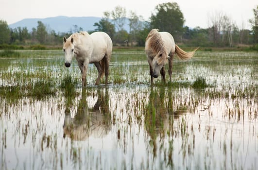 Camargue horses in a swamp - Isola della cona