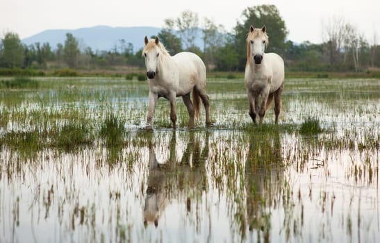 Camargue horses in a swamp - Isola della cona