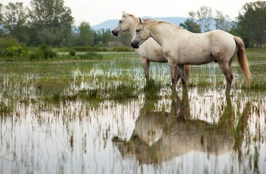 Camargue horses in a swamp - Isola della cona