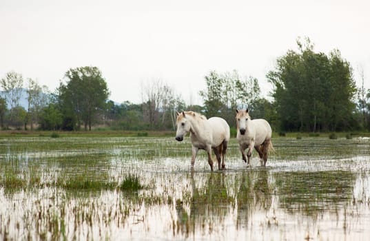 Camargue horses in a swamp - Isola della cona