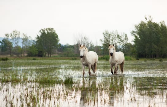 Camargue horses in a swamp - Isola della cona
