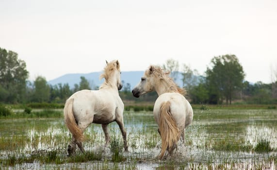 Camargue horses in a swamp - Isola della cona