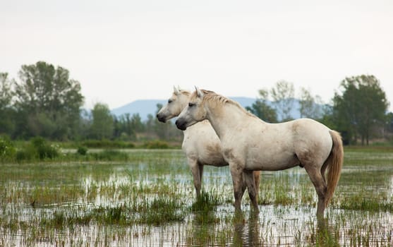 Camargue horses in a swamp - Isola della cona