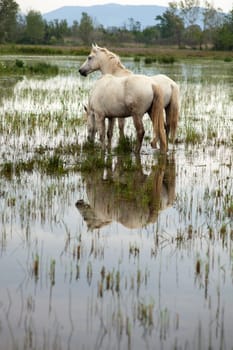 Camargue horses in a swamp - Isola della cona