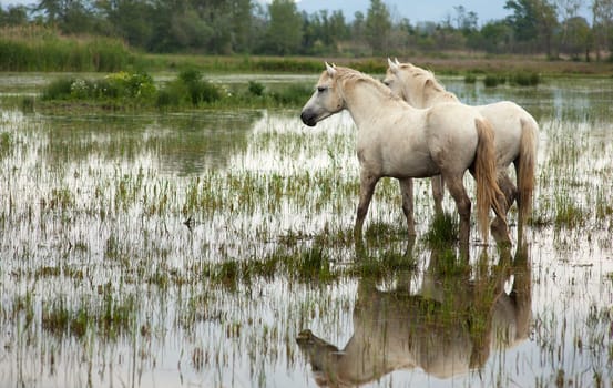 Camargue horses in a swamp - Isola della cona