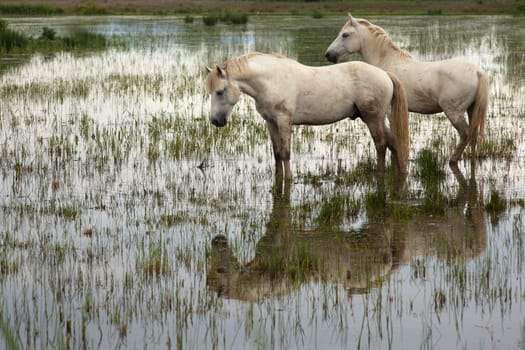 Camargue horses in a swamp - Isola della cona