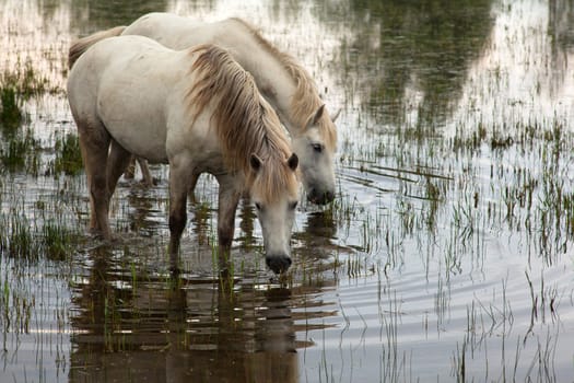 Camargue horses in a swamp - Isola della cona