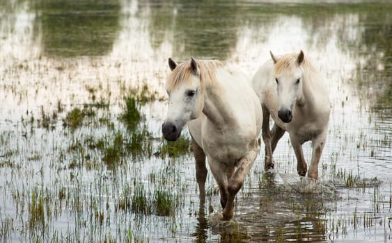 Camargue horses in a swamp - Isola della cona