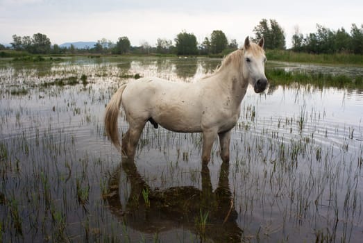 Camargue horses in a swamp - Isola della cona