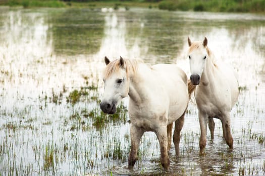 Camargue horses in a swamp - Isola della cona