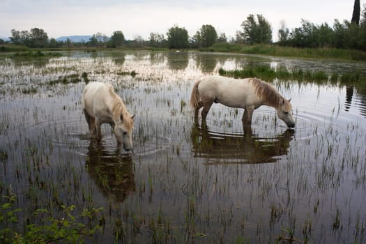 Camargue horses in a swamp - Isola della cona
