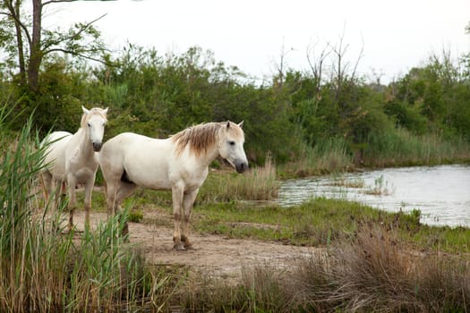 Camargue horses in a swamp - Isola della cona