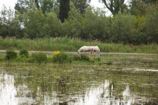 Camargue horses in a swamp - Isola della cona