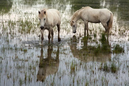 Camargue horses in a swamp - Isola della cona