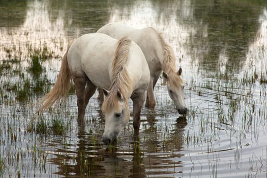 Camargue horses in a swamp - Isola della cona