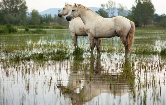 Camargue horses in a swamp - Isola della cona