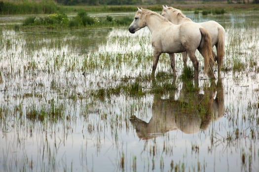 Camargue horses in a swamp - Isola della cona