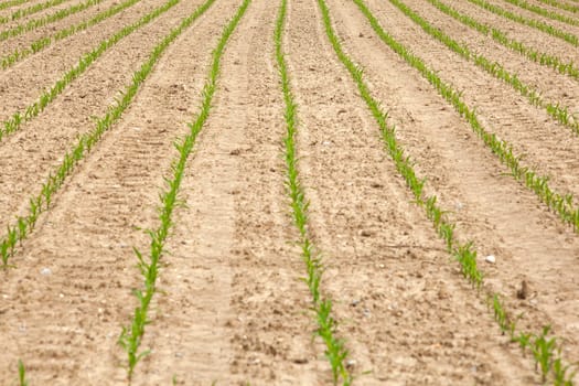 Young Plants in the field, Isola della cona