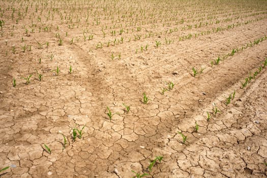 Young Plants in the field, Isola della cona