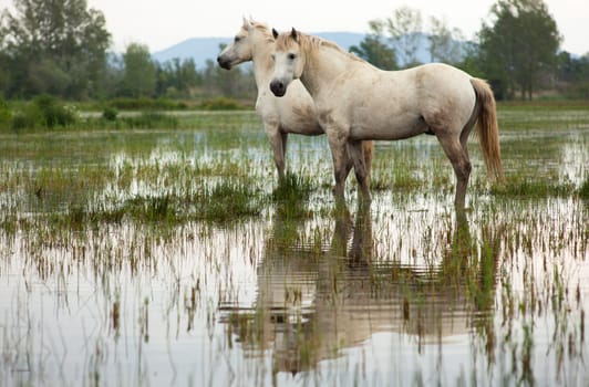 Camargue horses in a swamp - Isola della cona