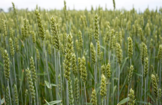 Young Plants in the field, Isola della cona