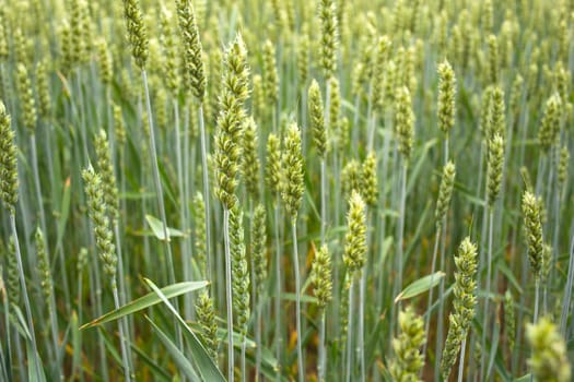 Young Plants in the field, Isola della cona