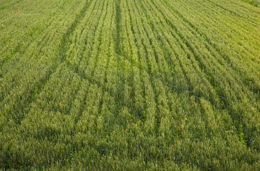 Young Plants in the field, Isola della cona