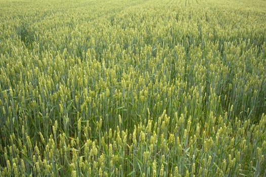 Young Plants in the field, Isola della cona