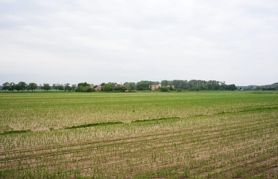 Young Plants in the field, Isola della cona