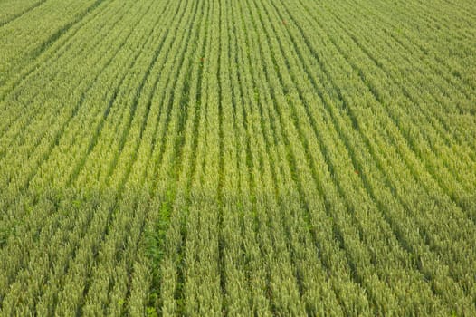 View of Wheat field, Isola della cona