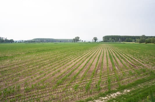 Young Plants in the field, Isola della cona
