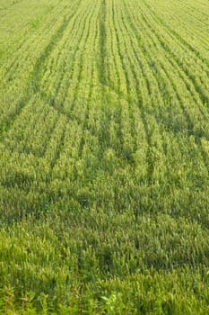 Young Plants in the field, Isola della cona
