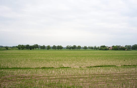 Young Plants in the field, Isola della cona