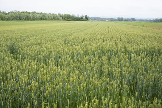 Young Plants in the field, Isola della cona
