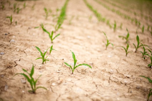 Young Plants in the field, Isola della cona