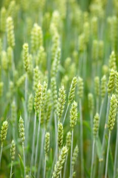 Young Plants in the field, Isola della cona