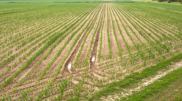 Young Plants in the field, Isola della cona