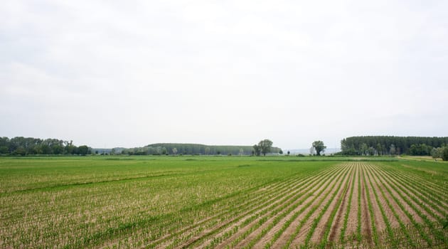 Young Plants in the field, Isola della cona