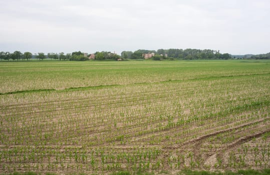 Young Plants in the field, Isola della cona