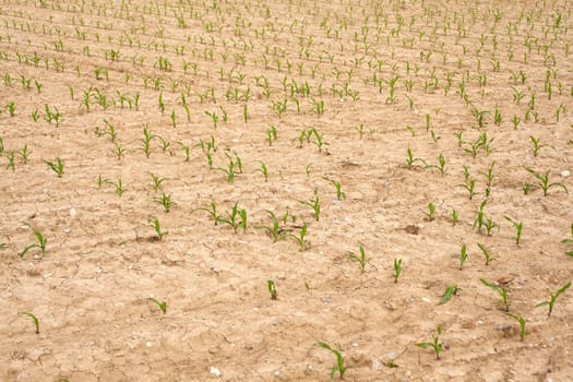 Young Plants in the field, Isola della cona