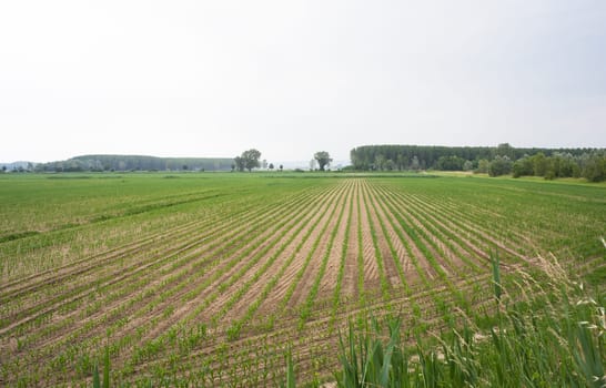 Young Plants in the field, Isola della cona