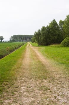 Young Plants in the field, Isola della cona