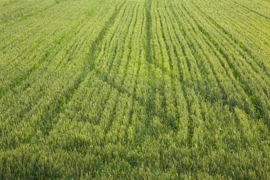 Young Plants in the field, Isola della cona