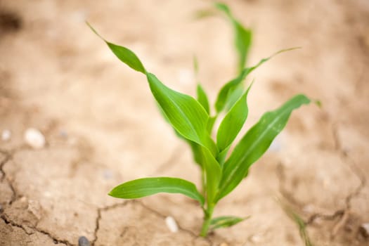 Young Plants in the field, Isola della cona