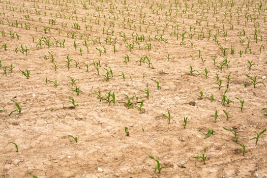 Young Plants in the field, Isola della cona