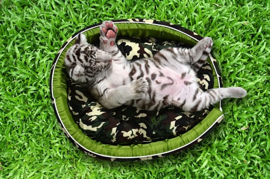 baby white tiger laying in a mattress on green grass