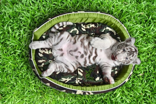 baby white tiger laying in a mattress on green grass